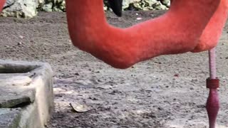 Slurping Flamingos