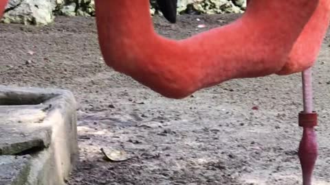 Slurping Flamingos