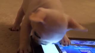 Puppy plays pet themed game on tablet