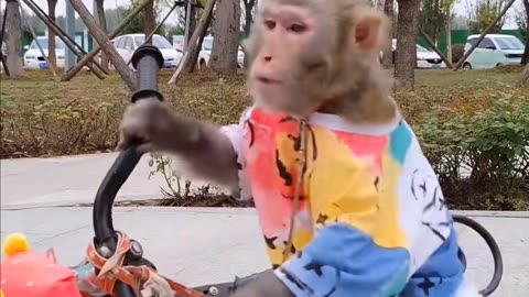 Monkey | cycling | funny videos