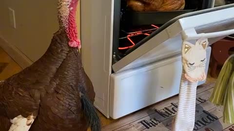 Happy Thanksgiving 🦃 #pardoned #turkey #thanksgiving