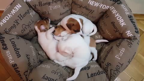 Jack Russell Puppies