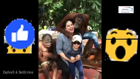 Watch Orangutan kiss a woman