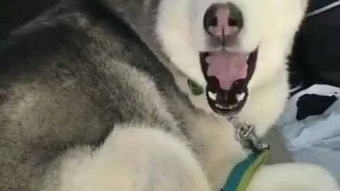 Stubborn Husky Dog Videos 😁😇 Best Funny Animal Videos 2022 😺 Funny Dog Videos 2022 😁