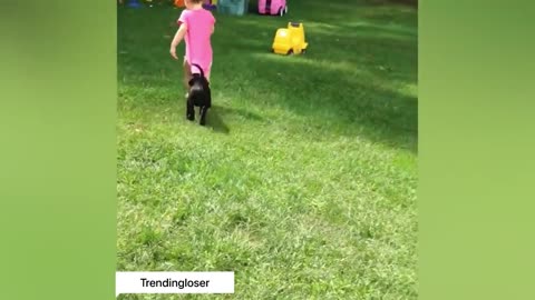 Dog play with baby