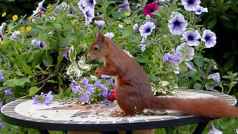 The squirrel steals nuts.