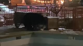 Black Bear Pilfers Poolside Trash
