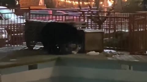 Black Bear Pilfers Poolside Trash