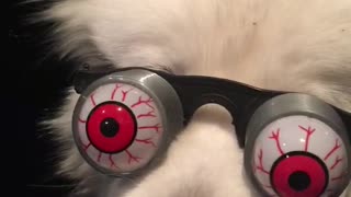 Silly Samoyed shows off googly eye glasses