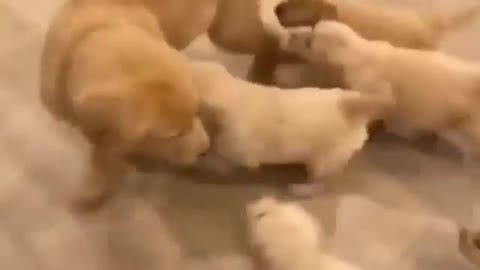 so cute to see a bunch of puppies after his mother