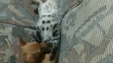 cute cat playing with pinscher