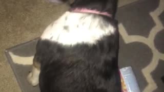 Dog scratching itself on desk