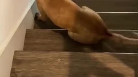 🤣 Funny Dogs Going and Falling Down Stairs 2022 Video Clips #shorts