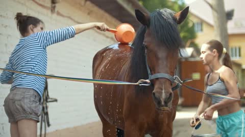 Two young women cleaning a horse with a water on animal farm