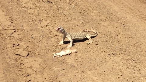 Sand Monitor Tries to Eat Bearded Dragon