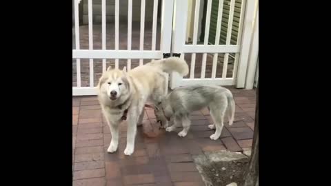 Cute Baby Husky Walks Mama Husky On Leash😂