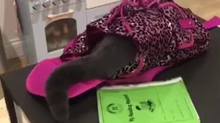 Cat inside pink backpack falls