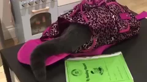 Cat inside pink backpack falls