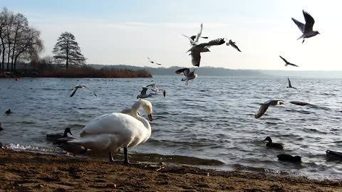 Swans Gulls Ducks Feeding Food Birds Winter