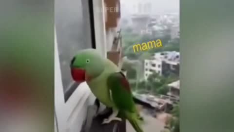Laugh 😂 a lot with birds 🐦 funny birds 😂 funny