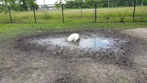 HUSKY PLAYING IN MUD | FUNNY ANIMALS