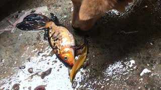 Dog Tries to Help Fish out of Water