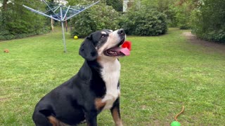 Dog Lying Down in Garden and Running Away