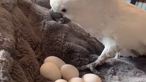 Cockatoo Proud of Her Egg Collection