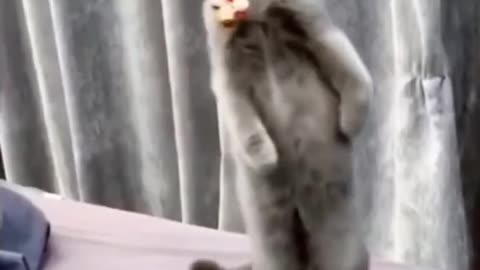 funny cat videos chicken video 🤣🤣 funny animal movements viral shorts video