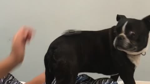 Fidget spinner spinning on black pugs back