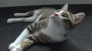 Adorable Little Cat Talks and Hisses at Toy