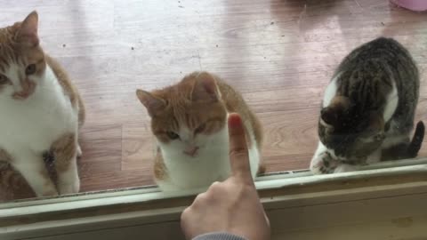 Playing with cute cats!