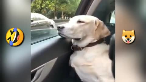Dog funny video🤣🤣