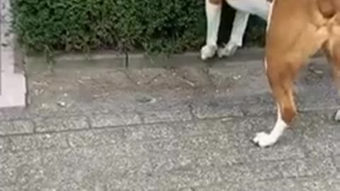 funny cat vs dog masti