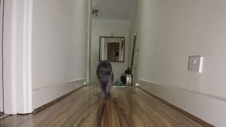 Blue Cat Runs in Slow Motion