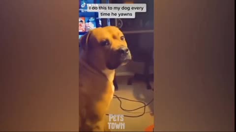 Funny dog reaction all types dog funny moments