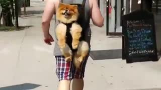 Totally Chill Dog Adorably Rides Along In Owner's Backpack