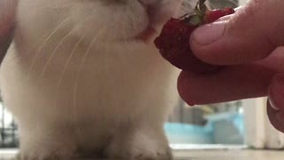 ASMR mini-lop eating strawberries