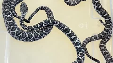 Spotted Black snake (Blue-bellied black snake) (Pseudechis guttatus)