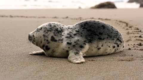 The beach seal is weird