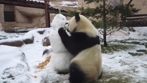Cute Panda Devours Tasty Snowmans Nose At Russian Zoo
