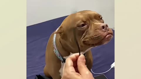 Pitbull Akira ate his owner's charger and pretended to have dementia...