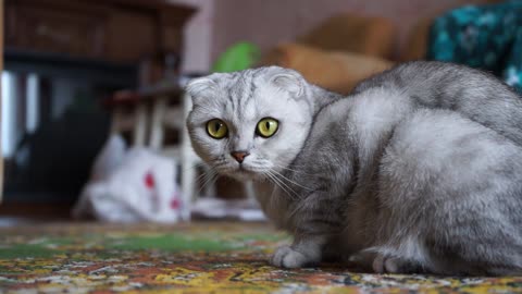 cat looks weird