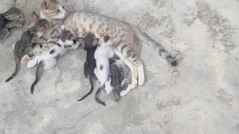 Cat with babies