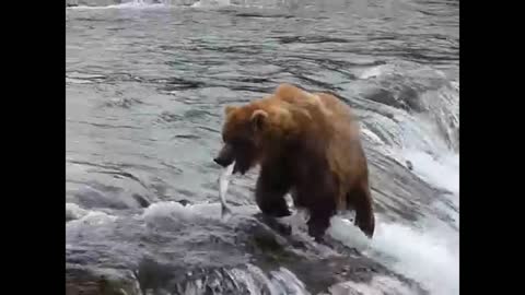 A bear catching salmon fish