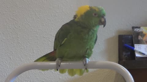 Talented Parrot Comically Sings Children's Song For The Camera