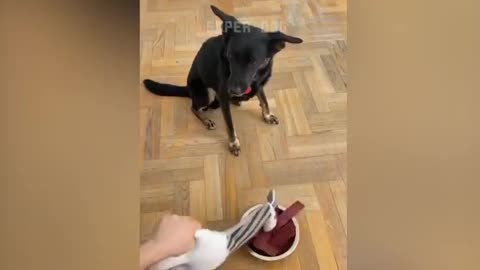 Funny Dog Reaction to Cutting Cake| Super Dog