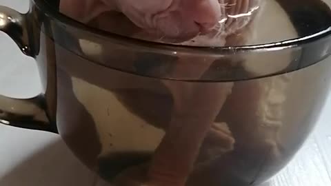 Sphinx Kitten Bathes in a Cup