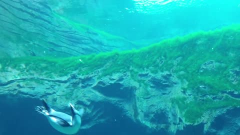 Penguin swimming under water in sea life aquarium, Sydney, Australia, HD quality