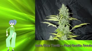 Auto Blue Tooth – Real Gorilla Seeds